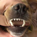 Profile Picture of javier gallo (@perritojavier) on Instagram