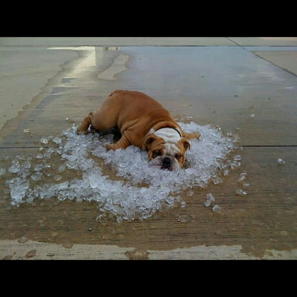 Profile Picture of Michelle Spagnuolo (@mdspag) on Poshmark