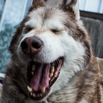 Profile Picture of Stephen Reynolds (@reynoldsfilms) on Flickr