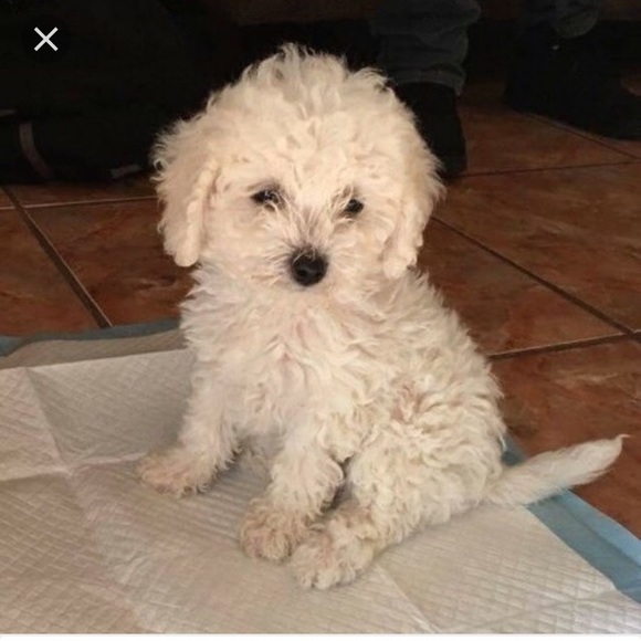 Profile Picture of Erik Vega (@erikvega2290) on Poshmark