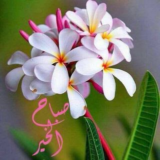 Profile Picture of Hussam Ayoub (@hussam.ayoub.946) on Facebook