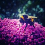 Profile Picture of Sally Hook (@naturevalleyphotography) on Instagram