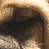 Profile Picture of Darrell Best (@dbestpresakennels@ymail.com) on Flickr
