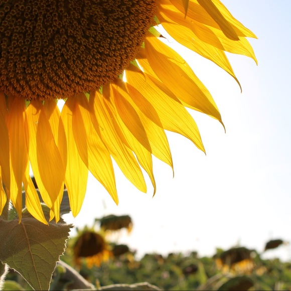 Profile Picture of Miranda Mearsheimer (@mmearsheimer) on Poshmark