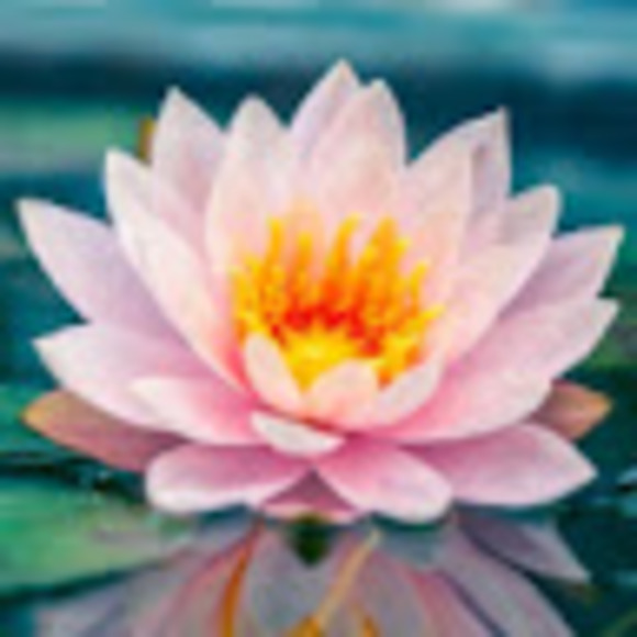 Profile Picture of Lisa Chaya (@lkc70) on Poshmark