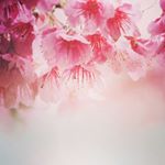 Profile Picture of Sherry Frisk (@slfrisk79) on Instagram