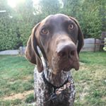 Profile Picture of Arnold Anderson (@arnold_the_gsp) on Instagram