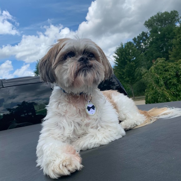 Profile Picture of Adrian Choulagh (@turtlesabdc) on Poshmark