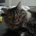 Profile Picture of Heather Keith Waggoner (@sprsnupr) on Pinterest