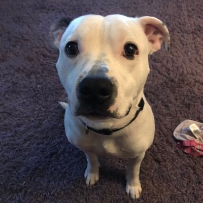Profile Picture of Rob (@Bobby_Adamson) on Twitter