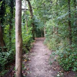 Profile Picture of Amber Wamber Ding Dong (@DingWamber) on Twitter