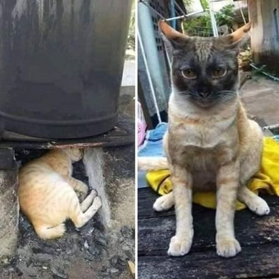 Profile Picture of AAA (@AntonioTiznado4) on Twitter