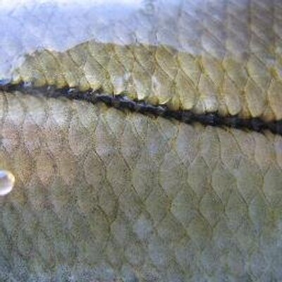 Profile Picture of Capt. Mark Giacobba (@GladesOutfitter) on Twitter