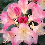 Jan Butts - Instagram Profile Picture of Jan Butts (@janbutts) on Instagram