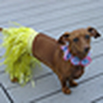 Profile Picture of Dylan Jackson (@Dylan and Julie) on Flickr