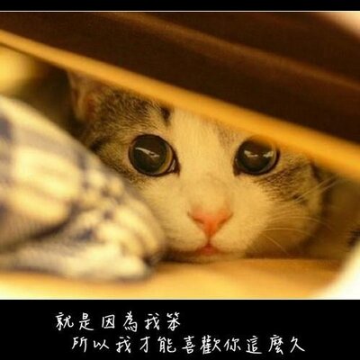 Profile Picture of Hsiao Cheng-Tung (@HsiaoChengTung) on Twitter