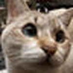 Profile Picture of Channing Gao (@gpfault) on Flickr