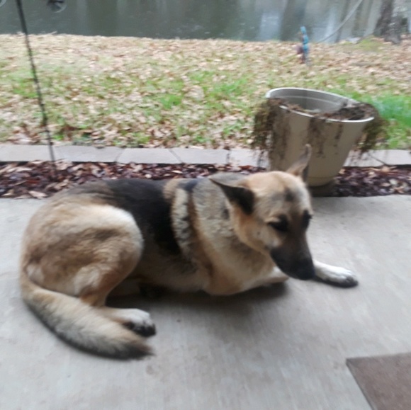 Profile Picture of Sherry Mcmurray (@sherryblndy) on Poshmark