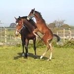 Susanne Britton-Hickson - Instagram Profile Picture of Susanne Britton-Hickson (@susiebh2) on Instagram