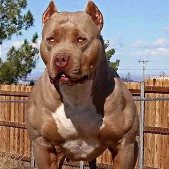 Profile Picture of Ryan Marcelle (@bugnthegoat_) on Poshmark