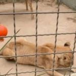 Profile Picture of funa serenazoo (@funaserenazoochile2022) on Instagram