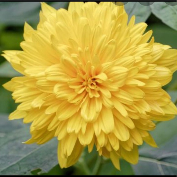 Ramnit Kaur - Poshmark Profile Picture of Ramnit Kaur (@raman08) on Poshmark