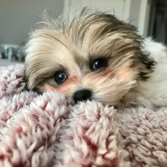 Profile Picture of Elizabeth Hoogland (@ehoogland) on Poshmark