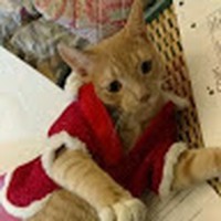 Profile Picture of Madeline Garrison (@madeline-garrison-5) on Quora