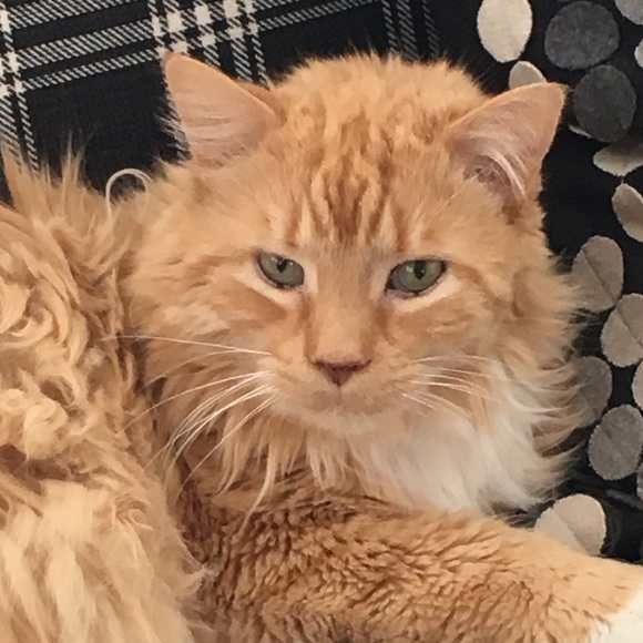 Profile Picture of Heidi Moore (@heidio54) on Poshmark