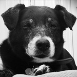 Profile Picture of Tim Needham (@Vivarovers) on Flickr