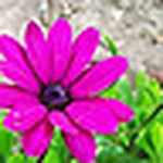 Profile Picture of Cassidy. Stevens (@cassidy <3) on Flickr
