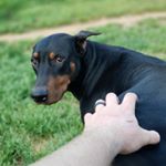 Profile Picture of Joshua Gibb (@southerndobermandad) on Instagram