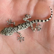 Profile Picture of Connor Corcoran (@connor306) on Youtube