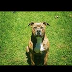 Profile Picture of Steven Cannon (@cannon1064) on Instagram