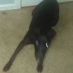 Profile Picture of Joshua Armstrong (@joshuaarmstrong8303) on Instagram