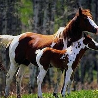 Profile Picture of Tammie Marshall (@pebblwill) on Twitter