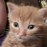 Profile Picture of Ashley_Foster_Kitties!! (@foster_kitties_are_cute) on Instagram