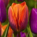 Profile Picture of Cathy Reamer (@cathleenreamer) on Instagram