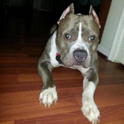 Profile Picture of Jimmy Acevedo (@gambo450) on Twitter