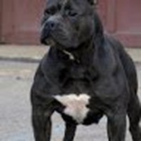 Profile Picture of Shalimar Scott (@shalimar-scott) on Quora