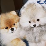 Profile Picture of Benjamin & Bernardo (@benjaminebernardo.spitz) on Instagram