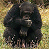 Profile Picture of Patrick APPLETON (@paddyandhazel@btinternet.com) on Flickr