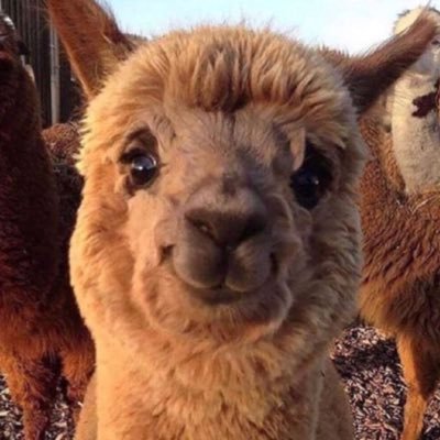 Profile Picture of Brandon Daugherty (@Branflakes555) on Twitter