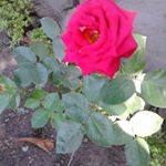 Profile Picture of Digna Ramos (@digna1112) on Instagram