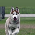 Profile Picture of Brian Corriston (@briancorriston) on Instagram