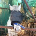 Profile Picture of Jasmine Mckenna (@poniesandhorses912) on Instagram