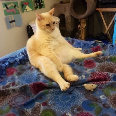 Profile Picture of Clark Linda  🌱 😷 FULLY VACCINATED (@ClarkLi91747) on Twitter