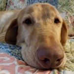 Profile Picture of Robin Windham (@robinlwindham) on Instagram