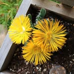 Profile Picture of Margie Chandler (@Margie-Chandler) on Facebook