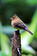 Profile Picture of Northern tufted flycatcheron Wikipedia